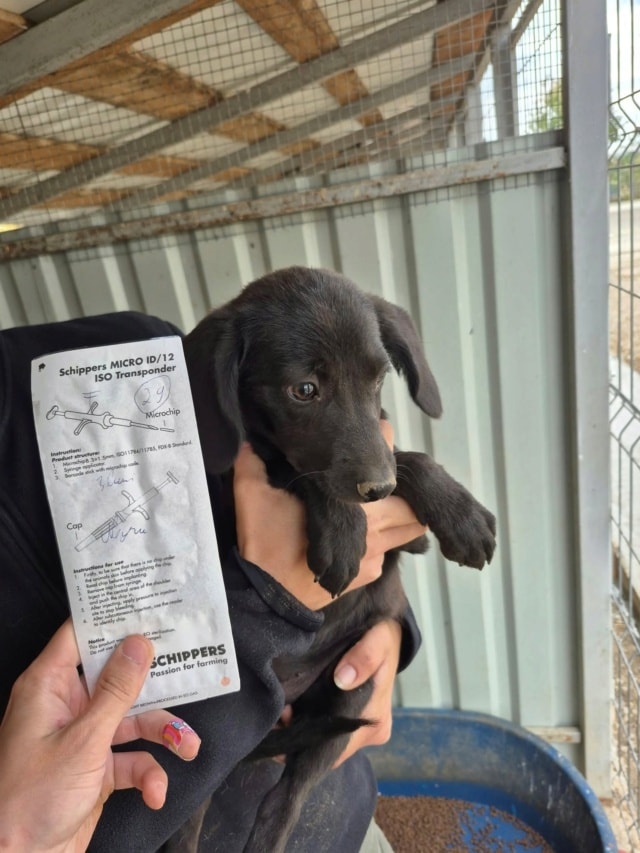 Photo de Estampe, à l'adoption