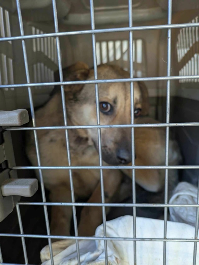 Estevan, chien à l'adoption chez Remember Me France