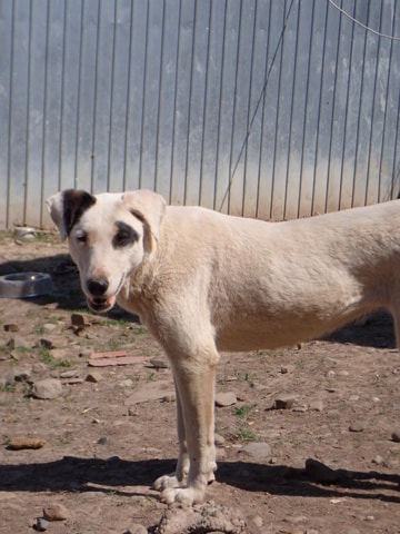 Etna, chien à l'adoption chez Remember Me France