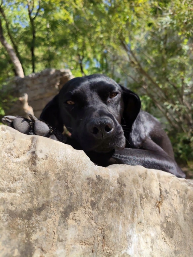 Ezra, chien à l'adoption chez Remember Me France