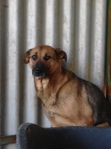 Failla, dog for adoption at Remember Me France