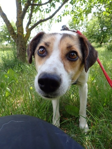Falka, chien à l'adoption chez Remember Me France