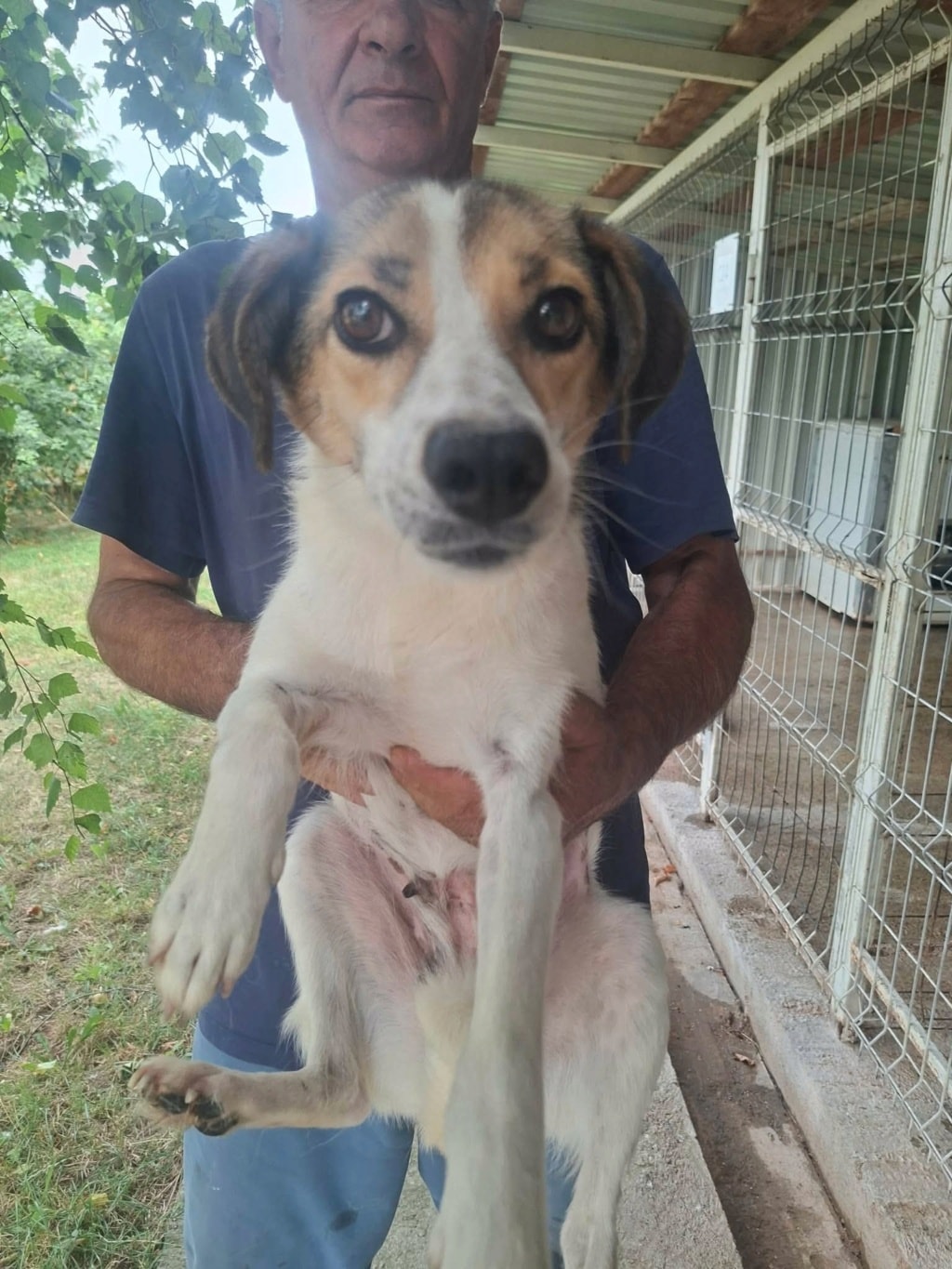 Falka, chien à l'adoption chez Remember Me France