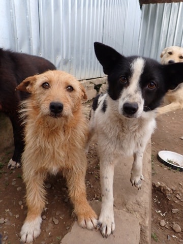 Fedora, dog for adoption at Remember Me France