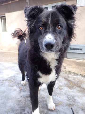 Felix, chien à l'adoption chez Remember Me France