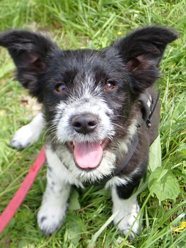 Fillipard, chien à l'adoption chez Remember Me France
