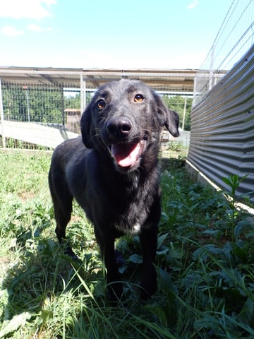 Fizz, dog for adoption at Remember Me France