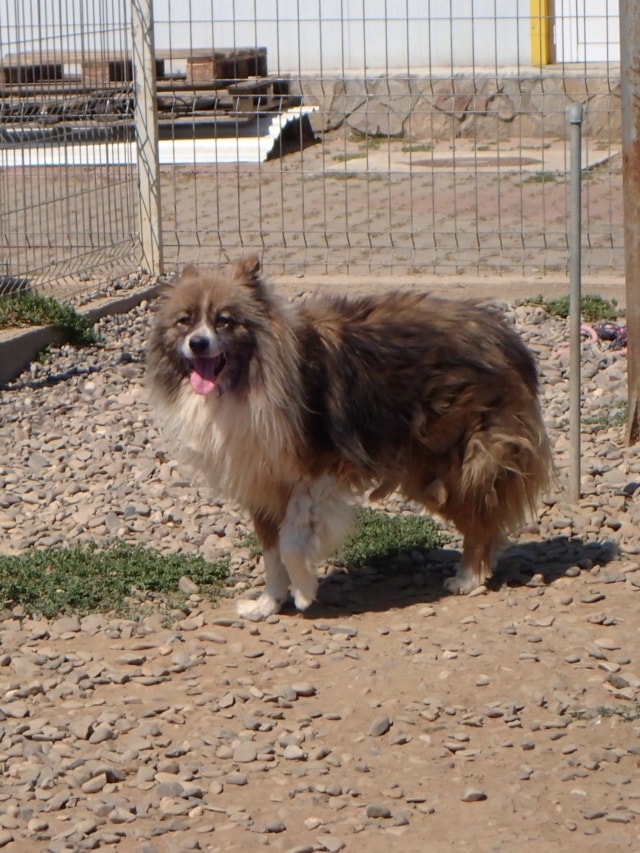 Flammeche, chien à l'adoption chez Remember Me France
