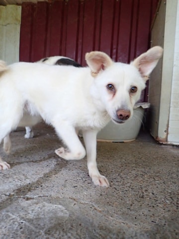 Fleur, chien à l'adoption chez Remember Me France