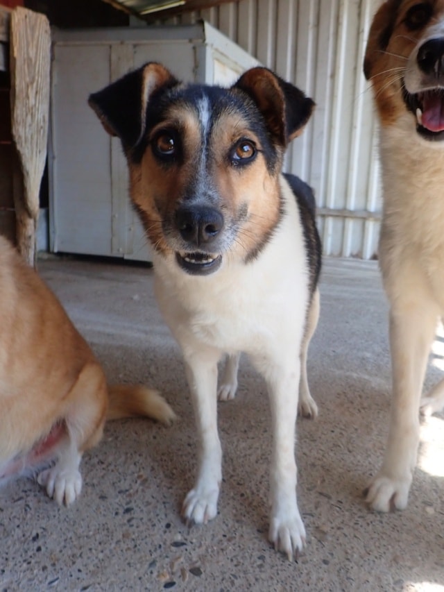 Flora, chien à l'adoption chez Remember Me France