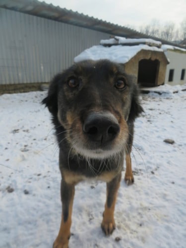 Florentina, chien à l'adoption chez Remember Me France