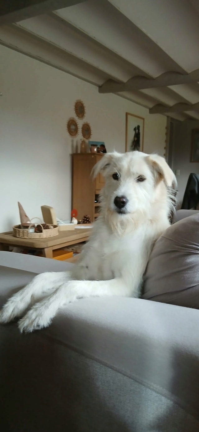 Fragrance, chien à l'adoption chez Remember Me France