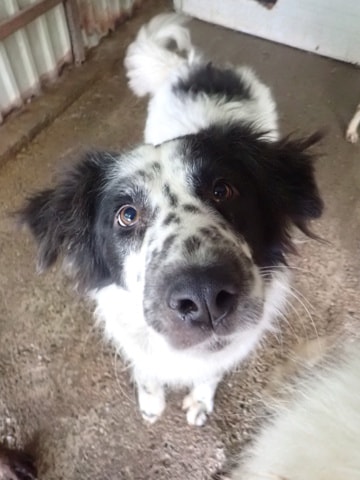 Funny, dog for adoption at Remember Me France