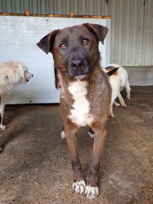 Gaby, dog for adoption at Remember Me France