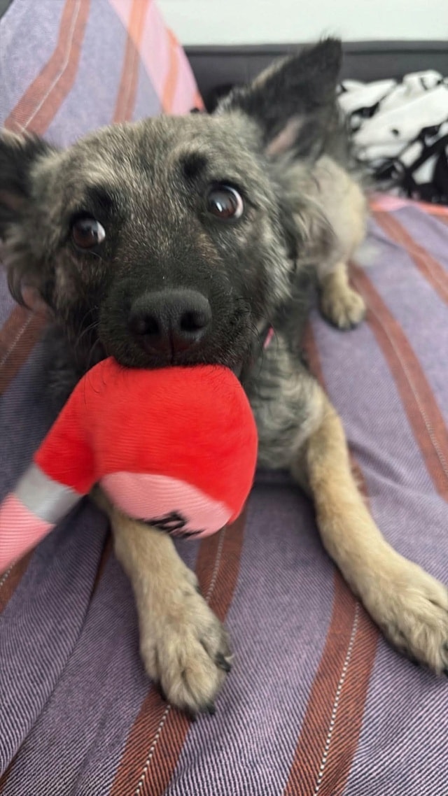Gala, chien à l'adoption chez Remember Me France