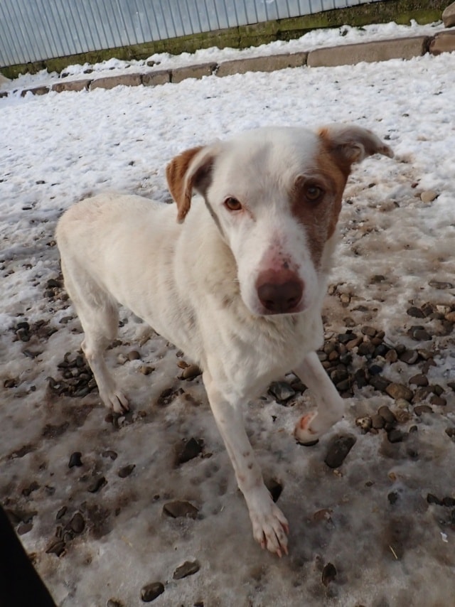 Galak, chien à l'adoption chez Remember Me France