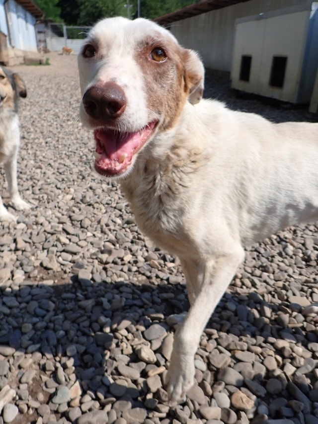 Galak, chien à l'adoption chez Remember Me France