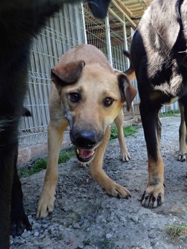 Gangnam, dog for adoption at Remember Me France