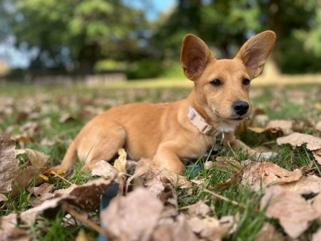 Gary, chien à l'adoption chez Remember Me France