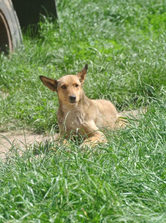 Gazel, dog for adoption at Remember Me France