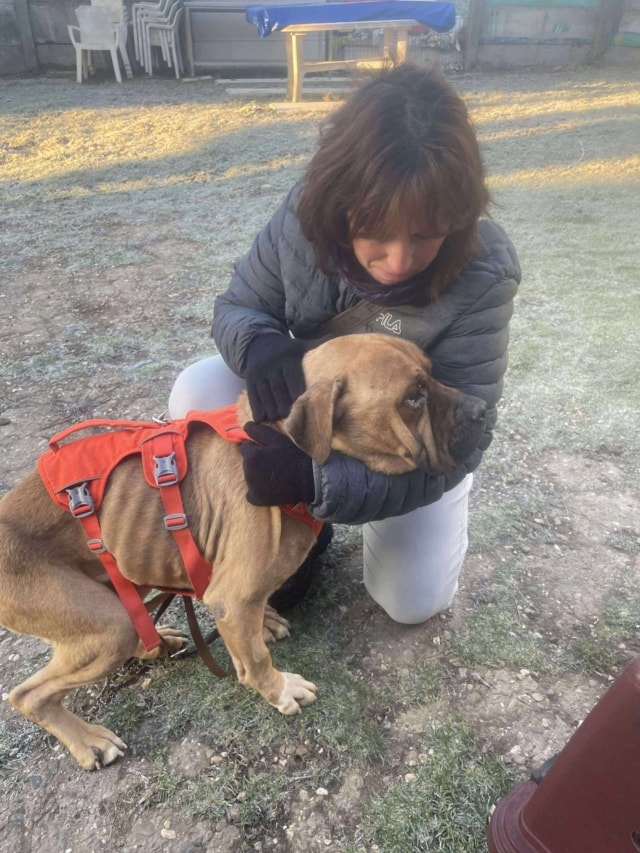Gengis, chien à l'adoption chez Remember Me France