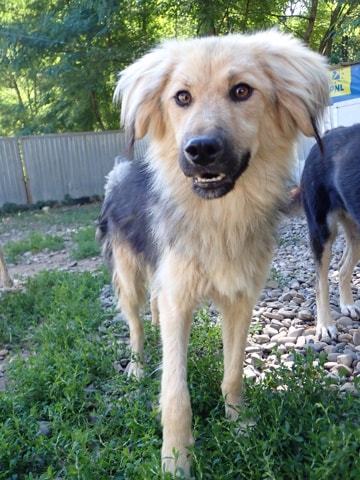 Goldy, dog for adoption at Remember Me France