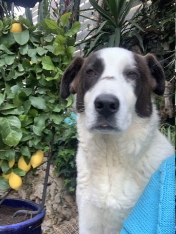 Goofy, chien à l'adoption chez Remember Me France