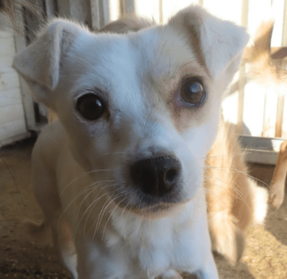 Greedy, chien à l'adoption chez Remember Me France