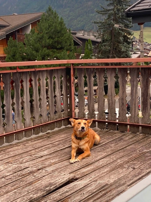 Grizzli, chien à l'adoption chez Remember Me France