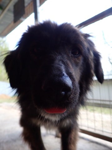 Groove, chien à l'adoption chez Remember Me France