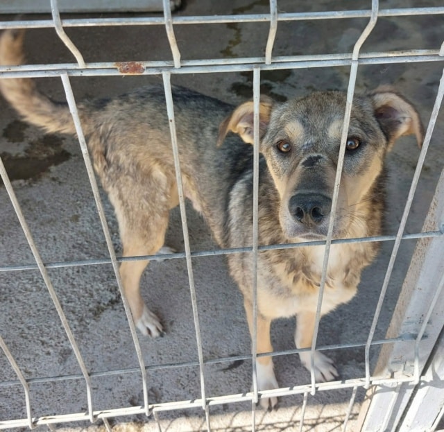 Guss, chien à l'adoption chez Remember Me France