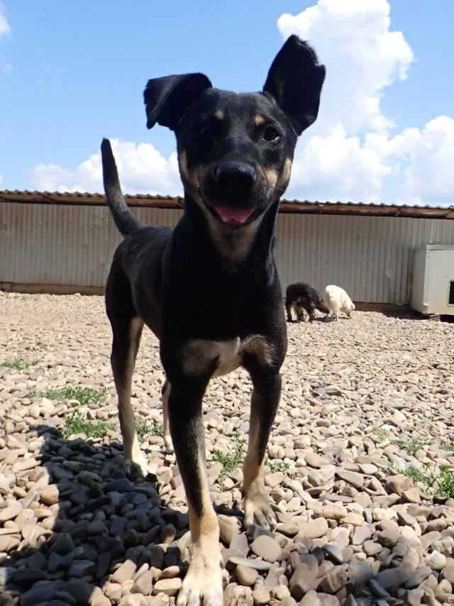 Hako, chien à l'adoption chez Remember Me France
