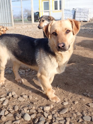 Halcyon, dog for adoption at Remember Me France