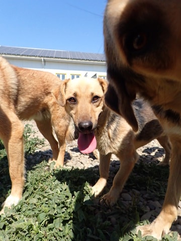 Halcyon, chien à l'adoption chez Remember Me France