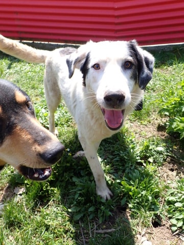 Harley, dog for adoption at Remember Me France