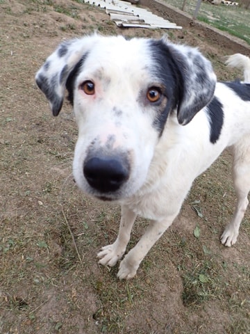 Harley, chien à l'adoption chez Remember Me France