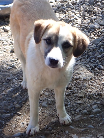Helia, dog for adoption at Remember Me France