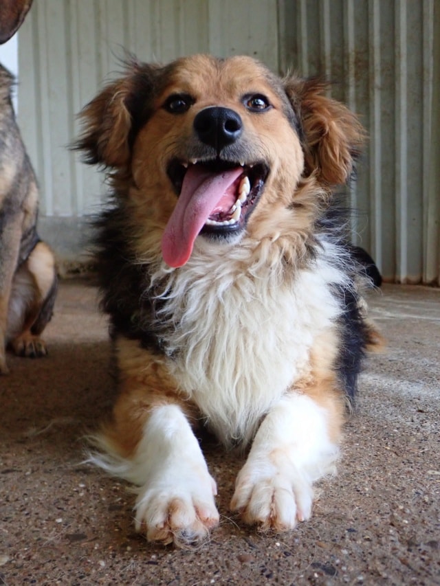 Helio, chien à l'adoption chez Remember Me France