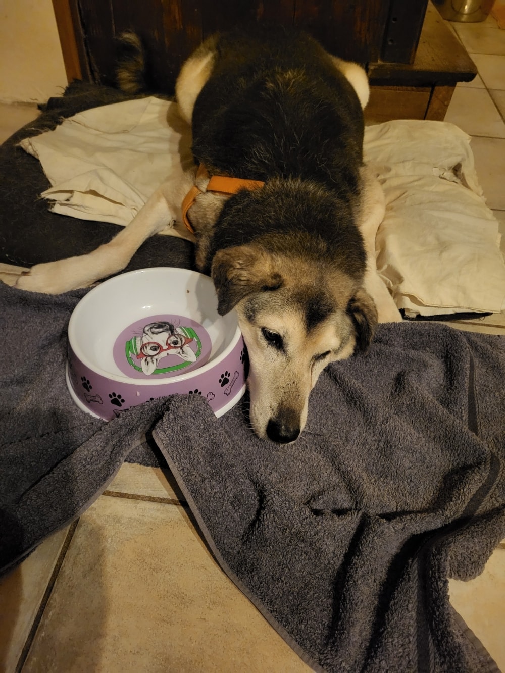 Hephaïstos, chien à l'adoption chez Remember Me France