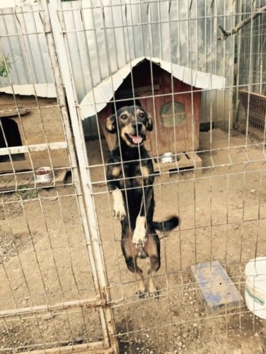 Hermès, chien à l'adoption chez Remember Me France