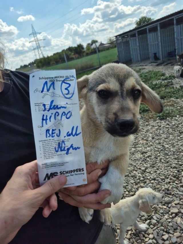 Hippo, chien à l'adoption chez Remember Me France