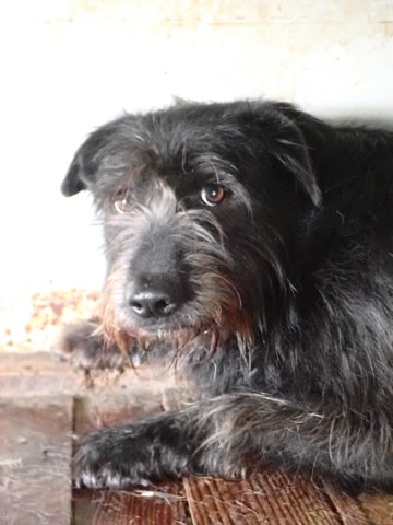 Hitchcock, dog for adoption at Remember Me France
