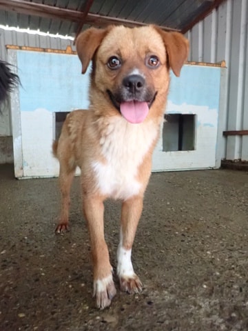 Hocus, chien à l'adoption chez Remember Me France
