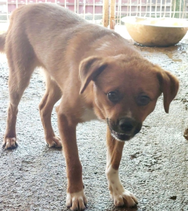 Hocus, dog for adoption at Remember Me France