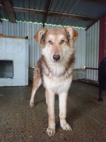 Hooper, chien à l'adoption chez Remember Me France