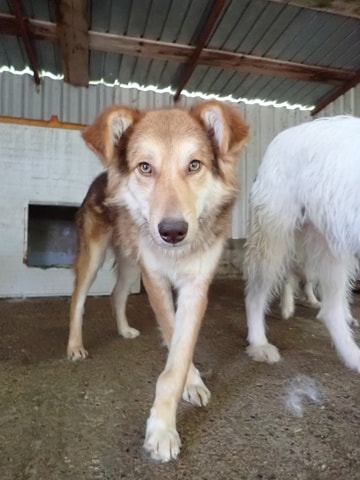 Hooper, chien à l'adoption chez Remember Me France