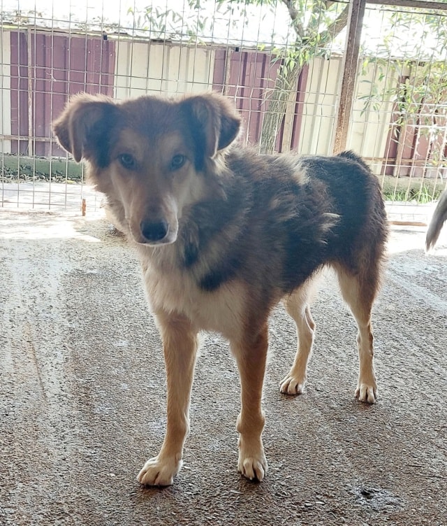 Hooper, chien à l'adoption chez Remember Me France