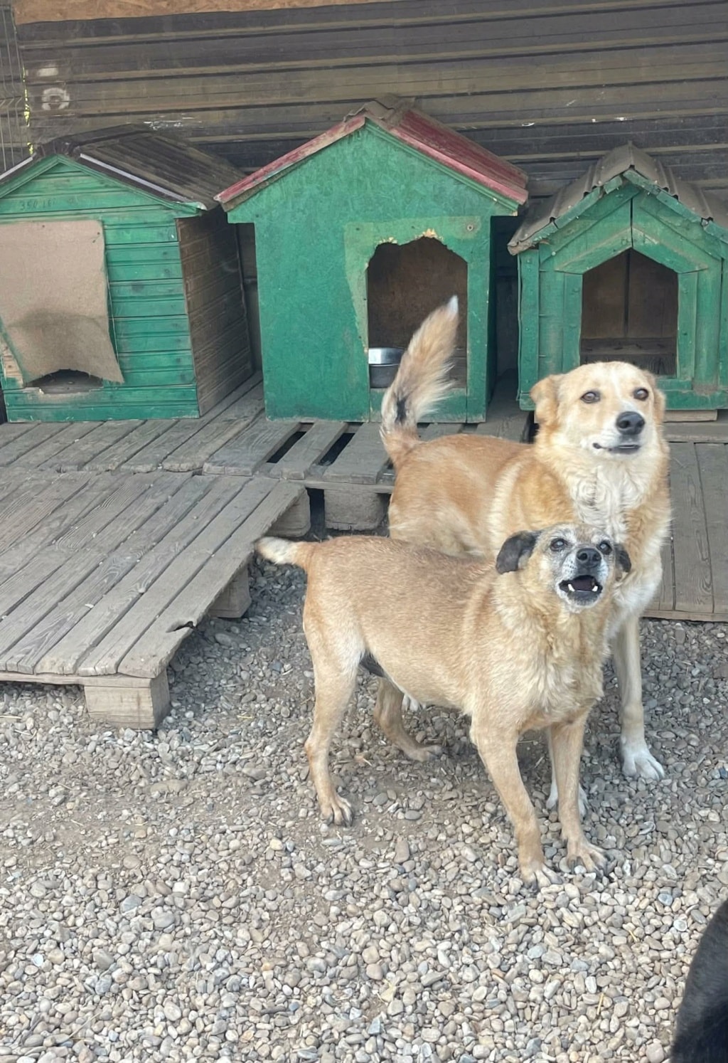 Hope, chien à l'adoption chez Remember Me France
