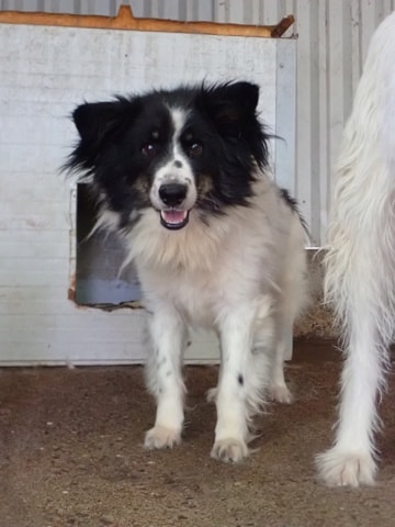 Houston, chien à l'adoption chez Remember Me France