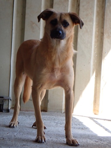 Howard, chien à l'adoption chez Remember Me France